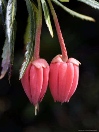 Lantern Tree, Crinodendron Hookerianum by Geoff Kidd Pricing Limited Edition Print image