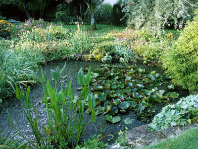 Informal Pond With Pontederia Cordata (Pickerel Weed) And Nymphaea (Water Lilies), Somerset by Mark Bolton Pricing Limited Edition Print image