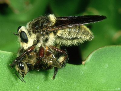 Bumble Bee Robber Fly, With Honey Bee by Robert Parks Pricing Limited Edition Print image