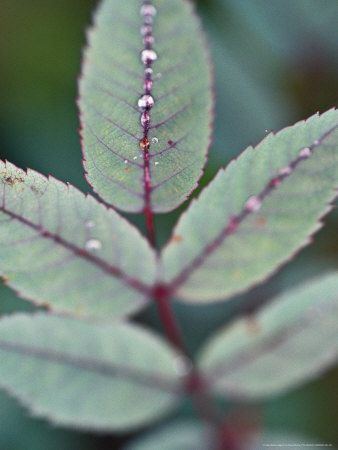 Rosa Glauca Close-Up Of Leaves With Dew by David Murray Pricing Limited Edition Print image