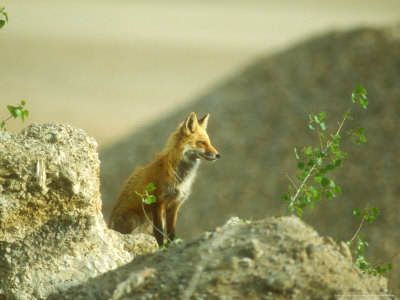 Red Fox, Profile Near Earth, Sparsely Vegetated, Colorado by David Boag Pricing Limited Edition Print image