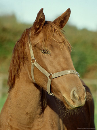 Horse, Thoroughbred, Stud Farm, Uk by Philip Tull Pricing Limited Edition Print image