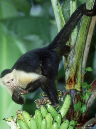 White-Faced Capuchin, Eating, Costa Rica by Gustav Verderber Pricing Limited Edition Print image