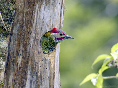 Golden-Olive Woodpecker, Male Peering Out Nest-Hole, Monteverde Cloud Forest Preserve, Costa Rica by Michael Fogden Pricing Limited Edition Print image