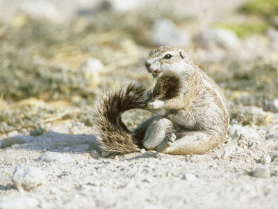 Ground Squirrel, Sitting, Namibia by Patricio Robles Gil Pricing Limited Edition Print image