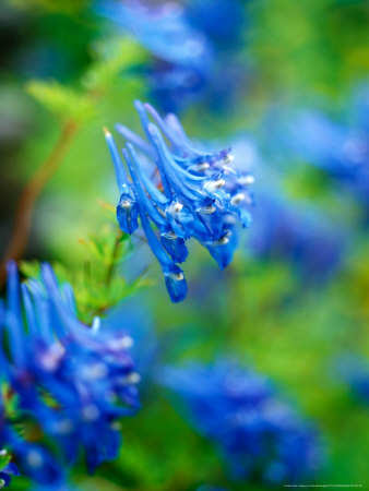 Corydalis Elata, Close-Up Of Flowers by Pernilla Bergdahl Pricing Limited Edition Print image