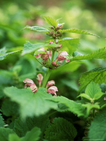 Lamium Orvala (Giant Dead Nettle) by Pernilla Bergdahl Pricing Limited Edition Print image