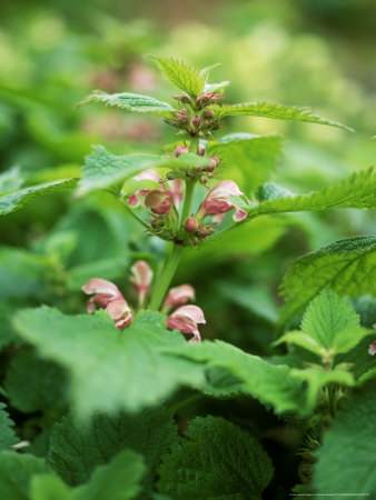 Lamium Orvala (Giant Dead Nettle) by Pernilla Bergdahl Pricing Limited Edition Print image
