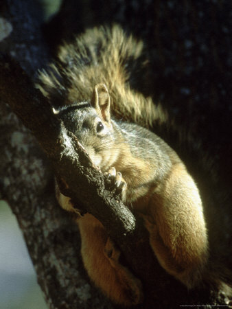 Fox Squirrel On Branch, Mexico by Patricio Robles Gil Pricing Limited Edition Print image