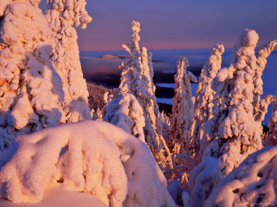 Morning Light On Birch And Spruce Trees, Finland by Heikki Nikki Pricing Limited Edition Print image