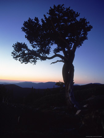 Silhouette Of Tree At Dawn by David Ennis Pricing Limited Edition Print image