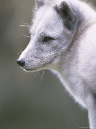 Arctic Fox, Alopex Lagopus, White Winter Coat by Mark Newman Pricing Limited Edition Print image
