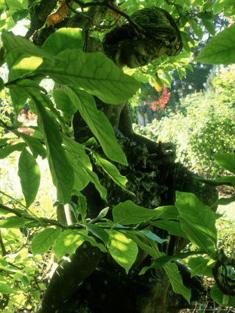 Statue Hidden Amongst Foliage Athelhampton, Dorset October by Mark Bolton Pricing Limited Edition Print image