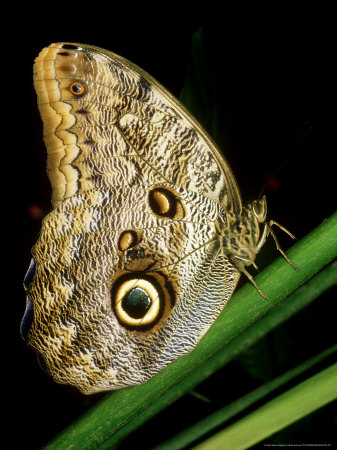 Owl Butterfly, Note Eyespots On Underwing, Costa Rica by Brian Kenney Pricing Limited Edition Print image