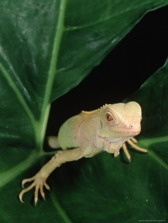 Albino Green Iguana, Central Mexico To South America by Marian Bacon Pricing Limited Edition Print image