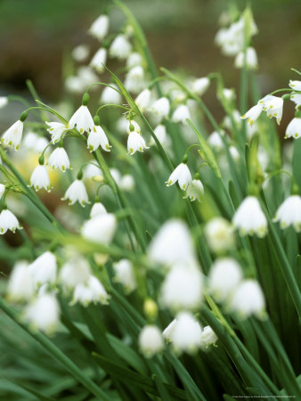 View Of Bell Shaped Delicate White Flowers With Green Tips, Leucojum Aestivum (Summer Snowflake) by Pernilla Bergdahl Pricing Limited Edition Print image