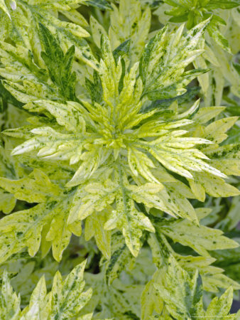 Oriental Limelight, Artemisia Vulgaris by Kidd Geoff Pricing Limited Edition Print image