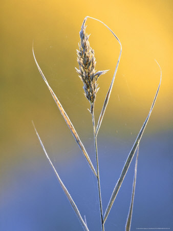 Common Reed, Backlit, Angus, Scotland by Niall Benvie Pricing Limited Edition Print image