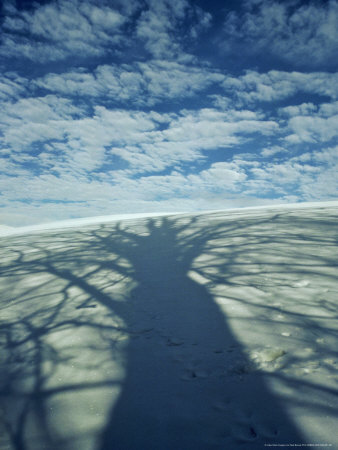 Beech, Shadow On Snow, Perthshire, Scotland by Niall Benvie Pricing Limited Edition Print image