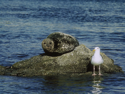 Harbor Seal & Western Gull On Rock, Usa by David Boag Pricing Limited Edition Print image