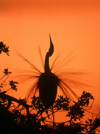 Great Egret, Displaying, Courtship by James H. Robinson Pricing Limited Edition Print image