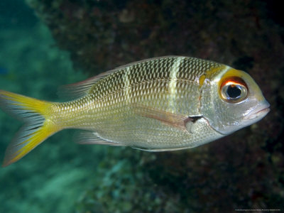 Bigeye Emperor, Sipidan Island, Malaysia by David B. Fleetham Pricing Limited Edition Print image