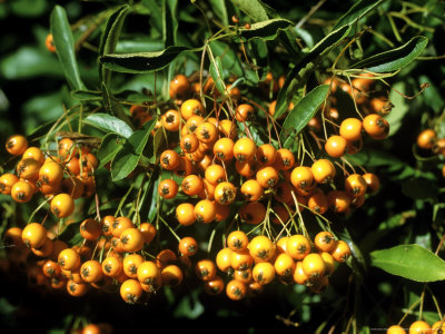 Pyracantha Orange Charmer Close-Up Of Berries October by David Askham Pricing Limited Edition Print image