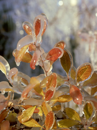 Natures Ice Sulpture In Late Autumn, Montana by Alan And Sandy Carey Pricing Limited Edition Print image