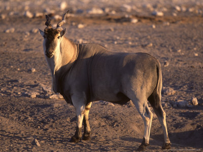 Eland, Etosha National Park, Namibia by Chris And Monique Fallows Pricing Limited Edition Print image