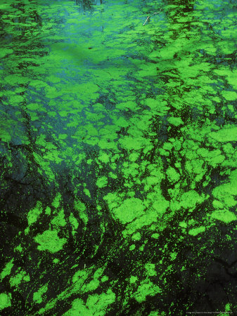 Algae On Surface Of Dark Water by David Boag Pricing Limited Edition Print image