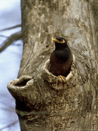 Common Myna, Emerging From Hole, India by Patricio Robles Gil Pricing Limited Edition Print image