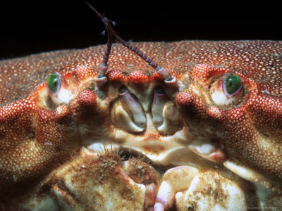 Edible Crab, Close Up Of Face, Uk by Paul Kay Pricing Limited Edition Print image