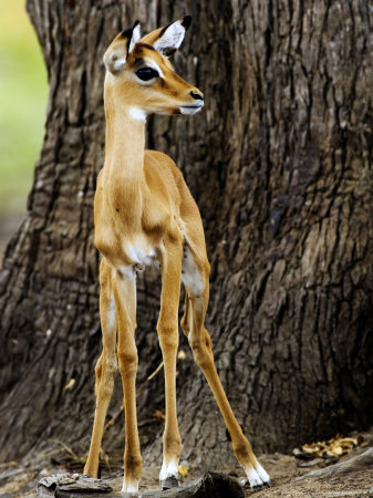 Impala, Juvenile, Tanzania by Ariadne Van Zandbergen Pricing Limited Edition Print image