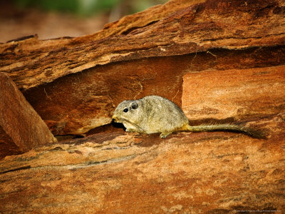 Dassie Rat, Twijfelfontein, Namibia by Ariadne Van Zandbergen Pricing Limited Edition Print image