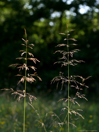 Bent Grass, West Berkshire, Uk by Philip Tull Pricing Limited Edition Print image