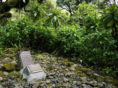 Dian Fosseys Grave At Karisoke Research Centre, Volcanoes National Park, Rwanda by Ariadne Van Zandbergen Pricing Limited Edition Print image