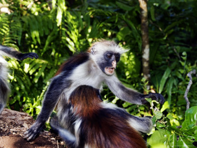 Kirks Red Colobus Monkeys, Playfighting, Zanzibar by Ariadne Van Zandbergen Pricing Limited Edition Print image