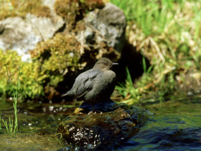 American Dipper, Yellowstone National Park, Usa by Gustav Verderber Pricing Limited Edition Print image