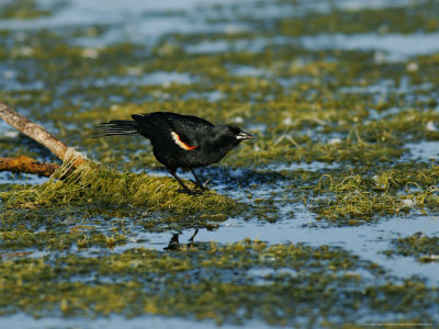 Red-Winged Blackbird, Drinking Water From Marsh, Ile Bizard Nature Park, Quebec, Canada by Robert Servranckx Pricing Limited Edition Print image