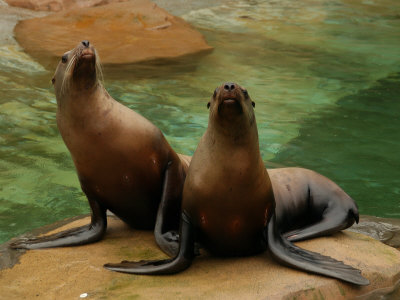 Vancouver, Canada, Aquarium At Stanley Park by Keith Levit Pricing Limited Edition Print image