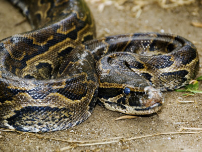 Southern African Rock Python, Zala Park, Zanzibar by Ariadne Van Zandbergen Pricing Limited Edition Print image