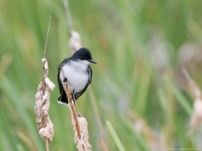 Eastern Kingbird, Perched On Cattail, Ile Bizard Nature Park, Quebec, Canada by Robert Servranckx Pricing Limited Edition Print image