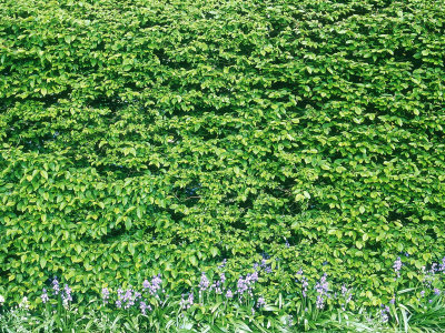 Fagus Hedge Underplanted With Hyacinthoides Wisley by Mark Bolton Pricing Limited Edition Print image