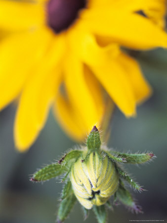 Rudbeckia Fulgida Var Sullivantii Goldsturm (Coneflower), A Flower Bud With A Yellow Flower Behind by Hemant Jariwala Pricing Limited Edition Print image