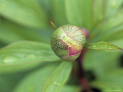 Paeonia Mascula (Paeony), Close-Up Of A Bud Surrounded By Foliage by Hemant Jariwala Pricing Limited Edition Print image
