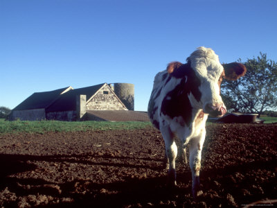 Beef Cow On Farm by John Coletti Pricing Limited Edition Print image