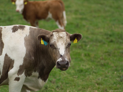 Ireland, Livestock by Keith Levit Pricing Limited Edition Print image