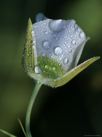 Flower Covered In Dew Drops by Fogstock Llc Pricing Limited Edition Print image