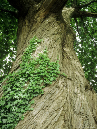Castanea Sativa (Sweet Chestnut, Bark) Hedera On Trunk by Brian Carter Pricing Limited Edition Print image