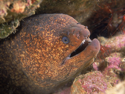 Moray Eel, California by Wayne Brown Pricing Limited Edition Print image